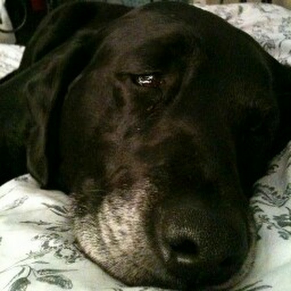 Meet your Posher, Han